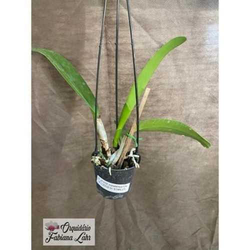 Orquídea Cattleya Joyce Hawmington  x  Cattleya loodigesii 'Stanley'