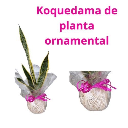 Kokedama de Espada de Santa Bárbara