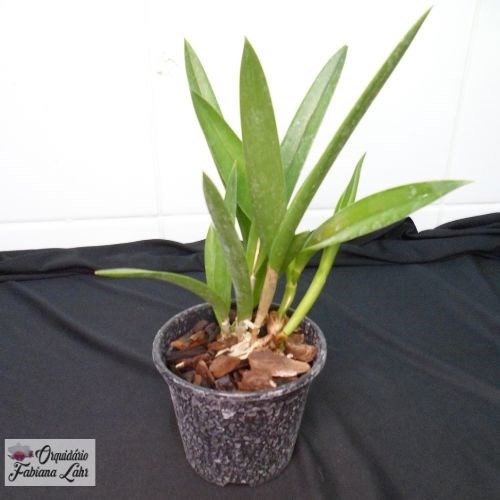 F661 - B.C. Hippodamia 'Kelvin Lucky' x B.C. Maykai Louise