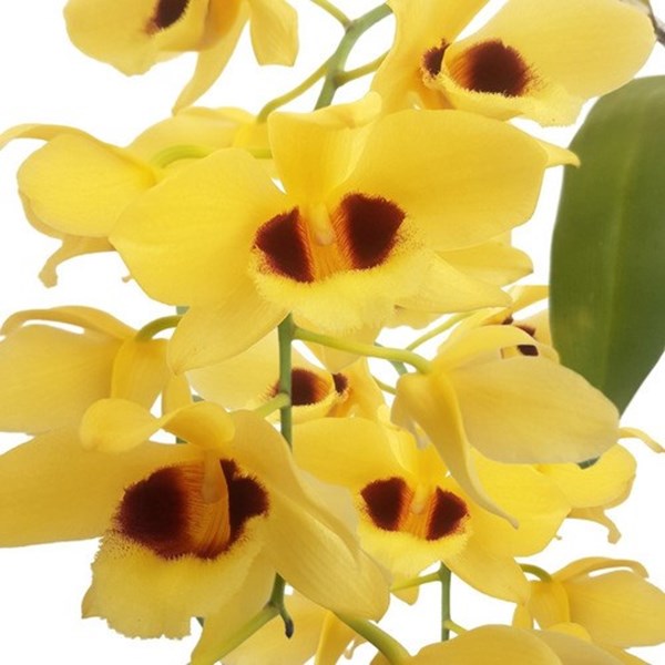 Orquídea Dendrobium Gatton Sunray Planta Adulta Flor Amarela - Orquiloja