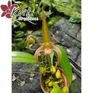 Orquídea Bulbophyllum lobbii - Adulto