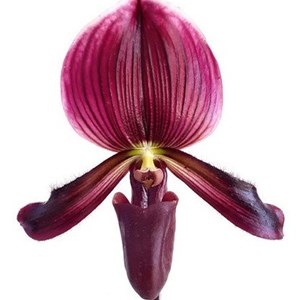 Orquídea Rara Sapatinho Paphiopedilum maudiae Black Jack