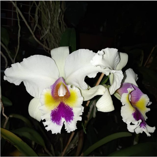 Cattleya Jaguariuna - Adulto