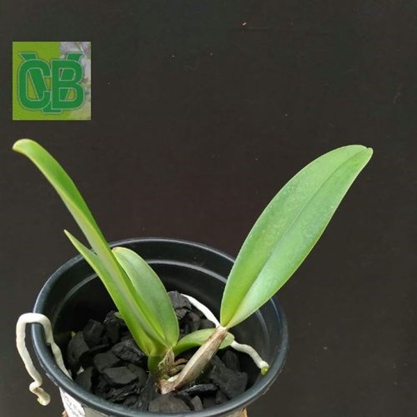 Orquídea BLC. Melody Fair Carol x Mike Nagata - S6855