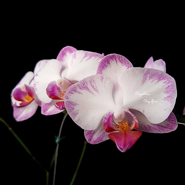Orquídea Phalaenopsis mini Flor Branca e Lilás Planta Adulta