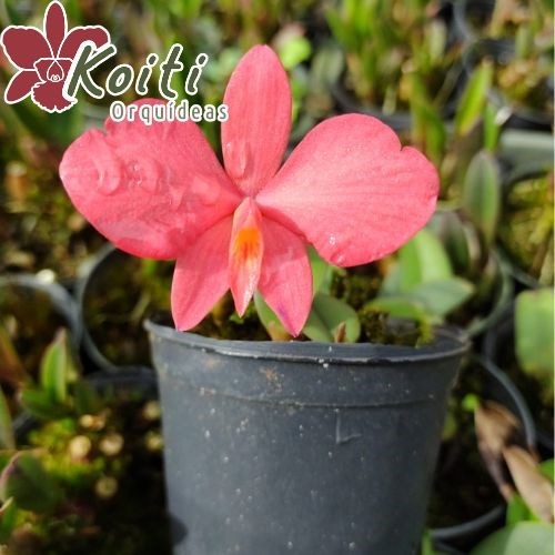 Orquídea Sophronitis brevipedunculata - Adulta