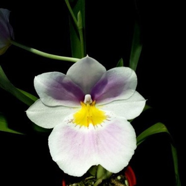 Orquidea Kit 6 Plantas. (4 Miltonias 1 negra 1 sapatinho) - Orquiloja