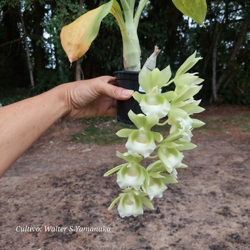 Clowesetum Raymond Lerner - Adulto