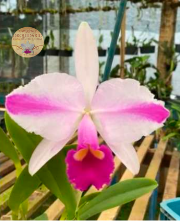 Orquídea Cattleya tianae flamea Joãozinho (CORTE) - Orquiloja