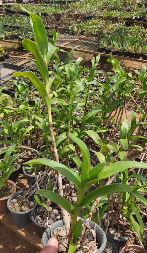 Orquídea Epidendrum amophylum