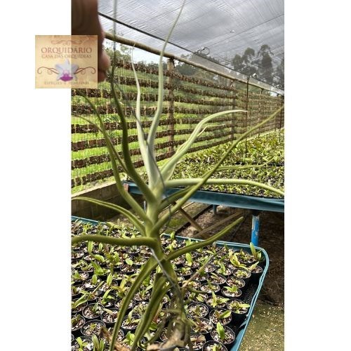 Tillandsia jequiencis