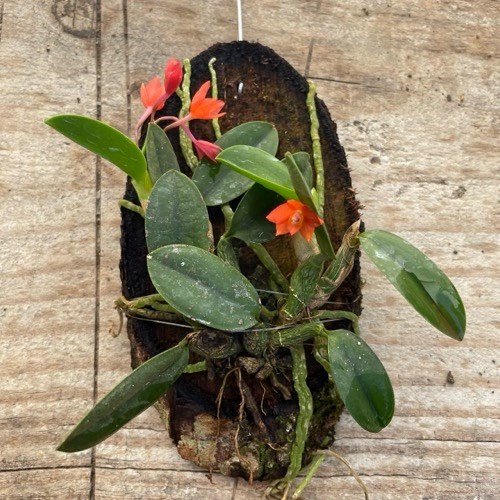 Orquídea Sophronitis cernua (Mini Cattleya)