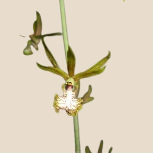 Orquídea Eulophia Keithii
