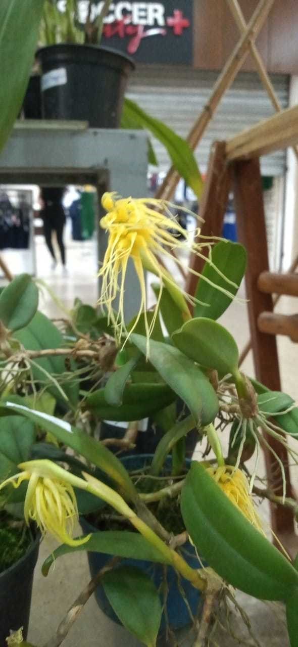 Orquídea Bulbophyllum vaginatum