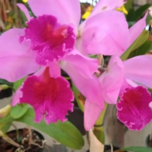 Orquídea Cattleya luedemanniana x Lc. Nobile's Emotions