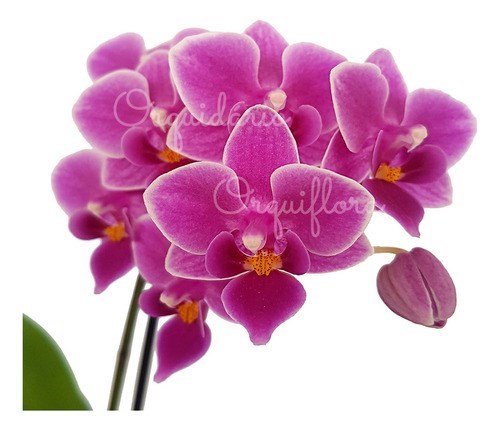 Orquídea Phalaenopsis Mini ! Flor Linda !