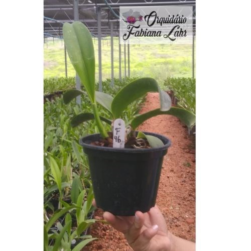 Orquídea L. C. Irene Finney “Spring Best”