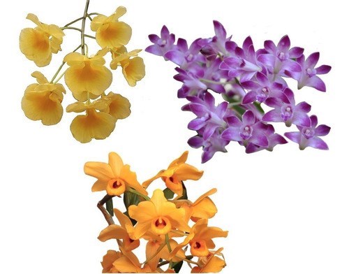 Kit Com 3 (três) Mudas Orquideas Adultas Dendrobium Especiess