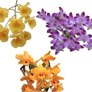 Kit Com 3 (três) Mudas Orquideas Adultas Dendrobium Especiess
