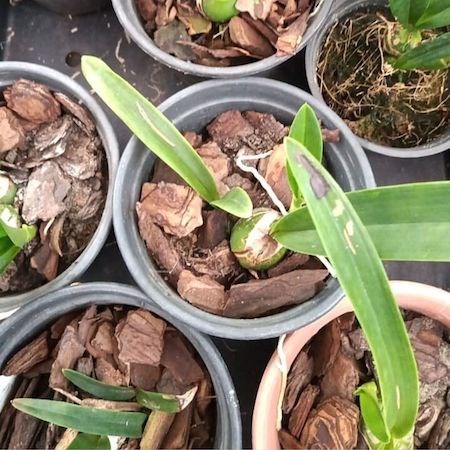 Orquídea Encyclia cordigera