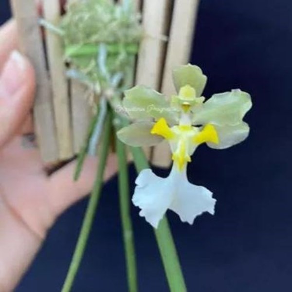Orquídea Oncidium jonesianum 'albo self'