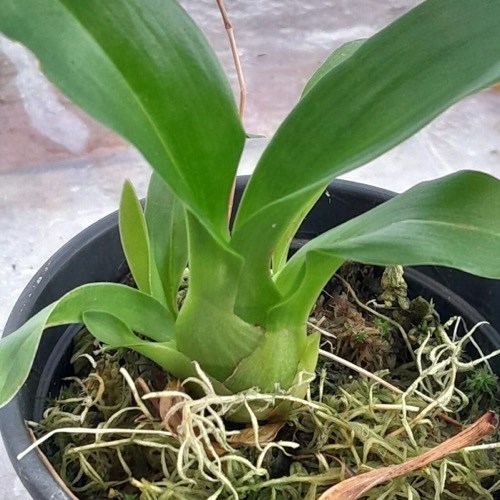 Orquídea Grammatophyllum scriptum