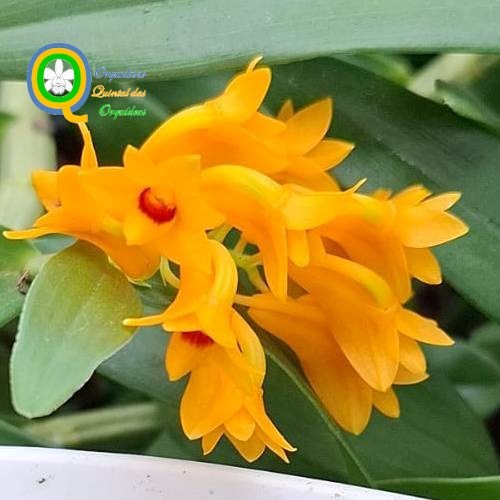 Dendrobium bullenianum - Adulto