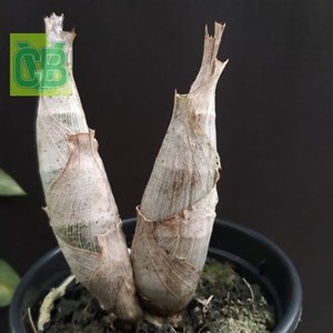 Orquídea Catasetum (João Stivalli x pileatum) x Dragon Teeth x pileatum - Cód. S7070