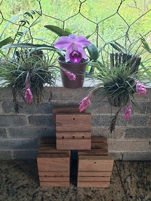 Kit com 10 tabuas pequenas para plantar orquídeas 