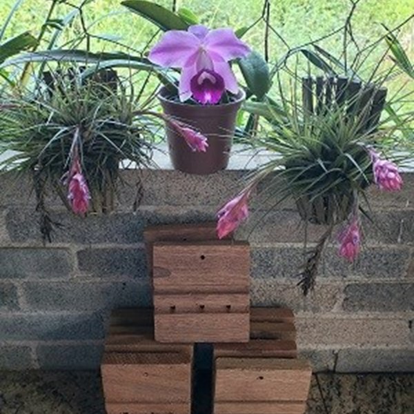 Kit com 10 tabuas pequenas para plantar orquídeas