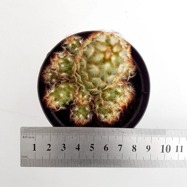 Planta Cacto Dedo-de-dama ( Mammillaria Elongata ) - Orquiloja