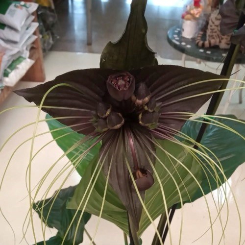 Flor Morcego (Tacca chantrieri)