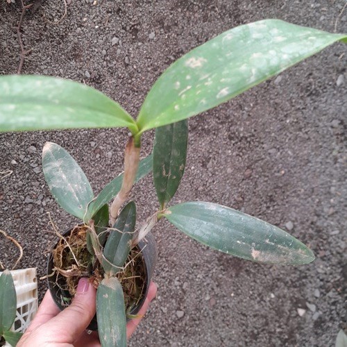 Orquídea Cattleya forbesii