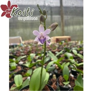 Orquiídea Doritis Pulcherrima Coerulea x Phalaenopsis Lueddemaniana - Adulta