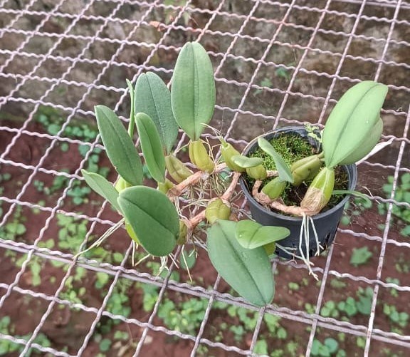 Bulbophyllum fascinator albo