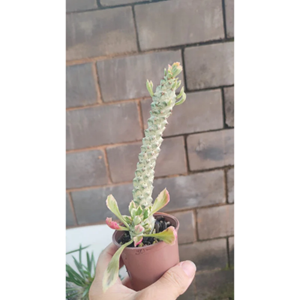Euphorbia variegata 