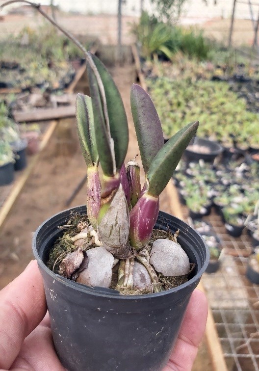 Orquídea Hoffmansegela ghillanyii (=Laelia ghillanyii)