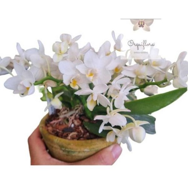 Orquidea Phalaenopsis Joy Spring Venus Planta Rara Importada