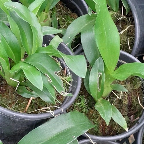 Orquídea Grammatophyllum scriptum