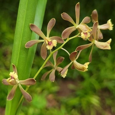 Encyclia Oreana's Bossanova
