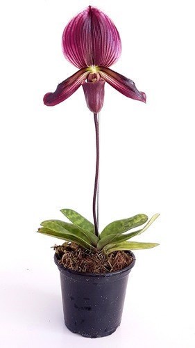 Orquídea Rara Sapatinho Paphiopedilum maudiae Black Jack