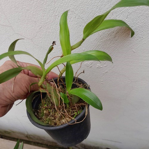 Coelogyne ovalis