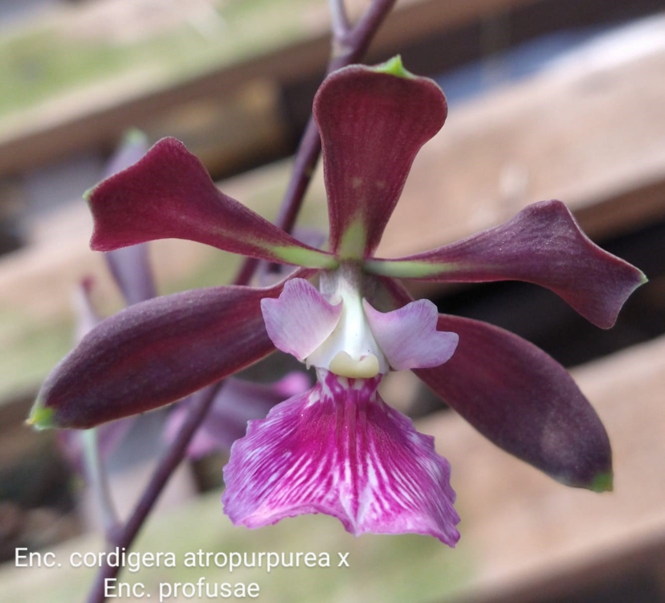 Orquídea Encyclia cordigera atropurpurea X Encyclia profusae