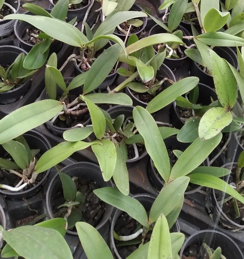 Cattleya(schilleriana x amesthytoglossa) x Cattleya aclandiae