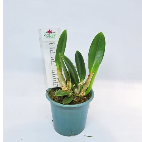 Orquídea Laelia jongheana 