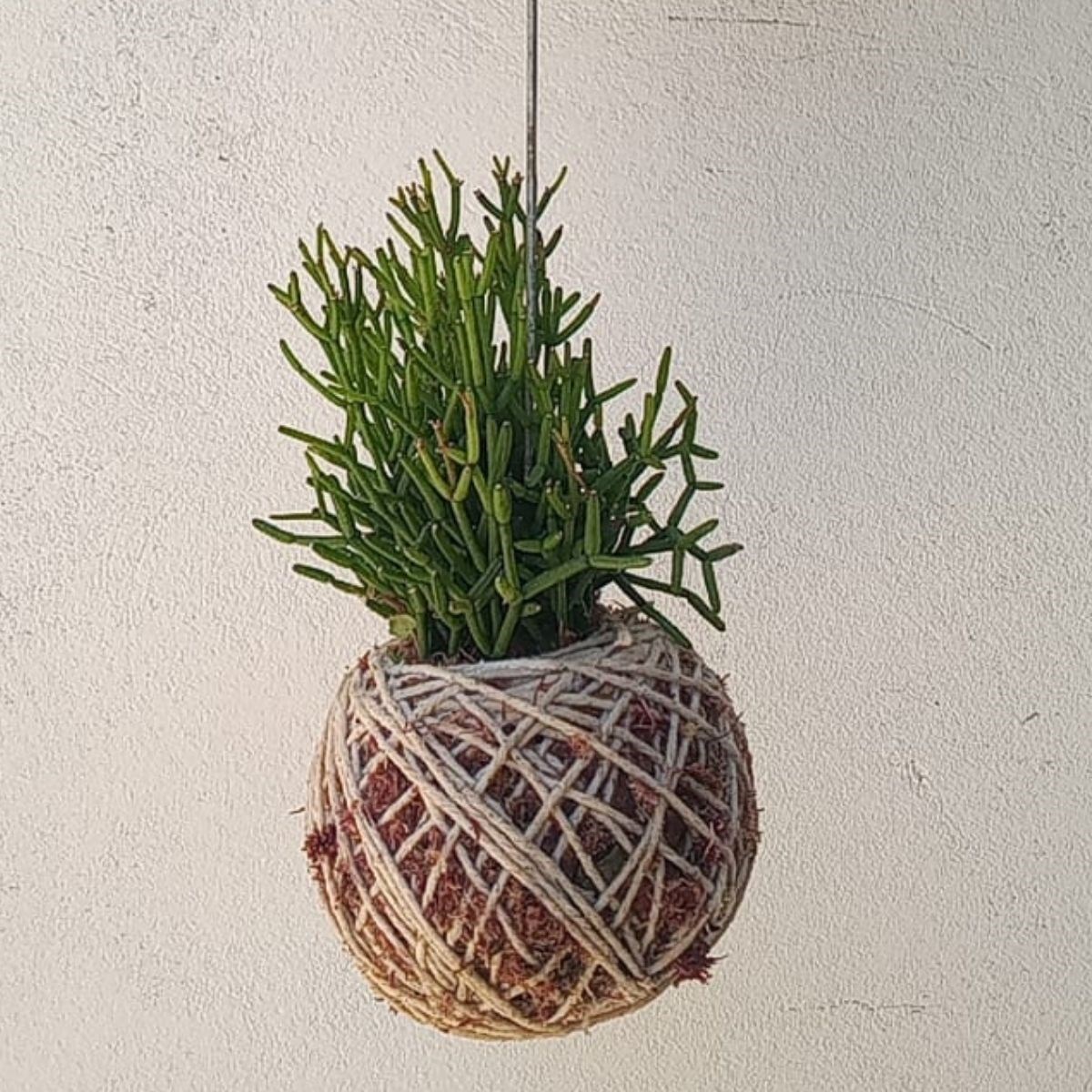 Kokedama de Folhagem Ripsalis
