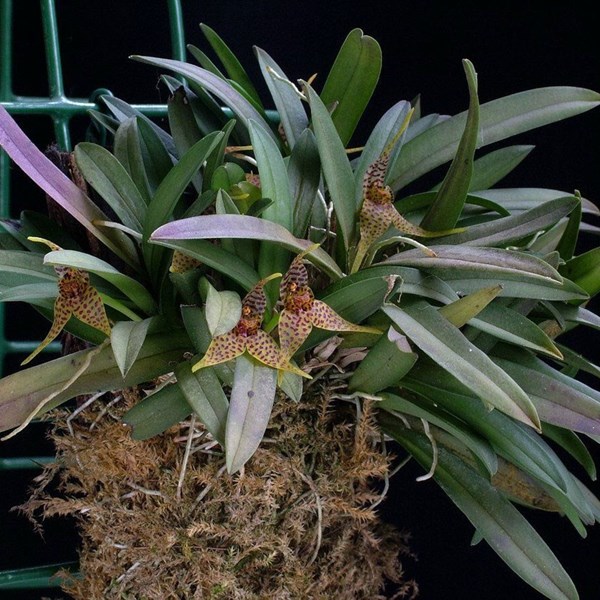 Orquídea Dryadella zebrina