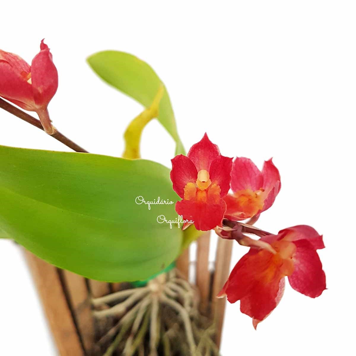 Orquídea Flor Vermelha Rodricidium (Howeara) "Lava Burst"