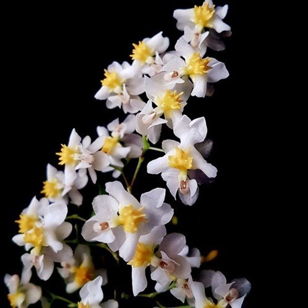 Orquídea Oncidium Twinkle Fragrance Fantasy ! Planta Adulta - Orquiloja