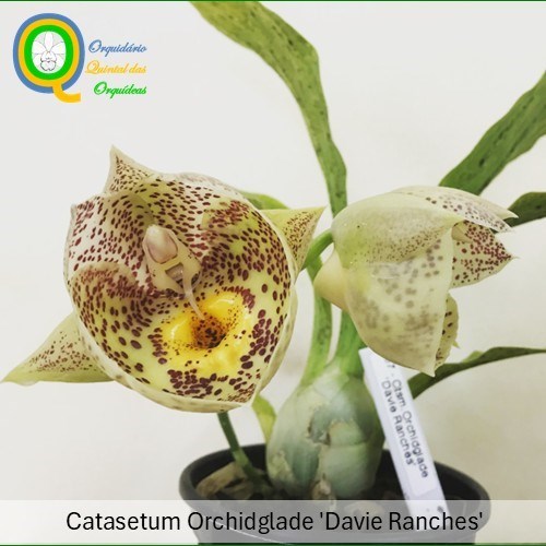 Catasetum Orchidglade 'Davie Ranches' - ADULTO - POTE 15